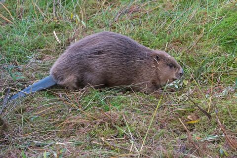 Scottish beavers released in Idle Valley as COP26 delegates urged to